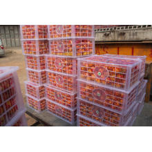 High Quality Fresh Nanfeng Orange